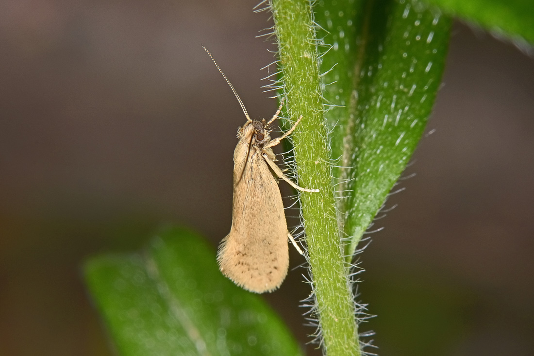 Eriocottidae? S, Eriocottis sp.